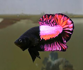 770+ Gambar Ikan Cupang Warna Pink Terbaik