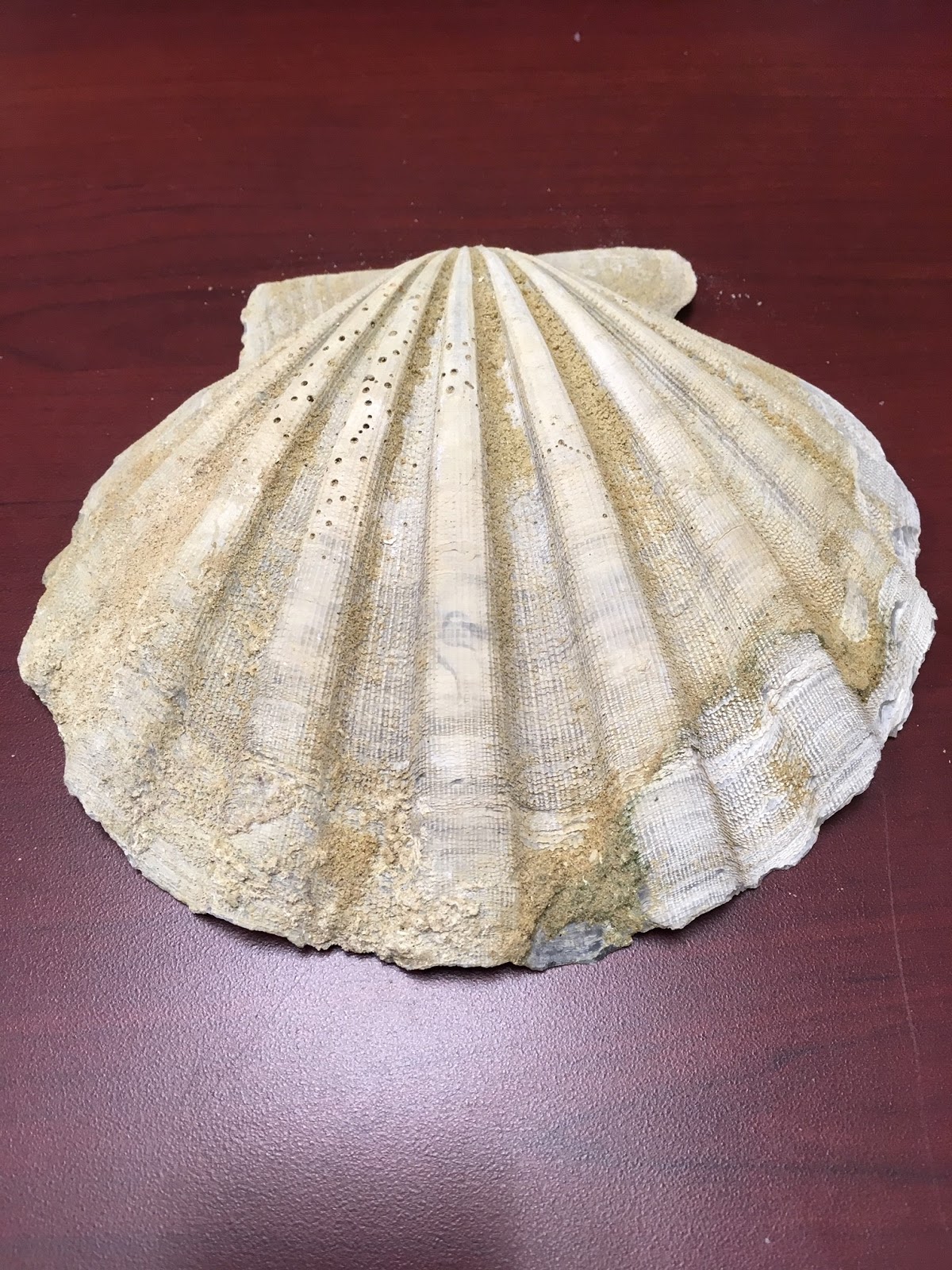 Campus Happenings Have your fossils ever had a check up? Now is the time!