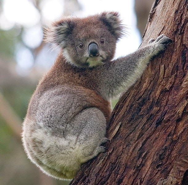 Interesting Facts About Koala Bear