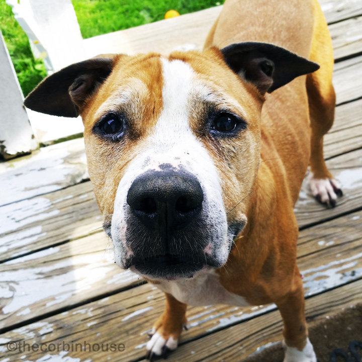 The Specials: Adopting a Senior Dog Adopting and foster a senior dog