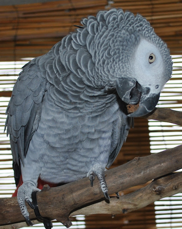 Roxanne the Adorable African Grey