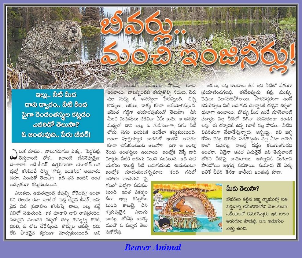 Animal family(Telugu) - జంతు కుటుంబం : Beaver animal , బీవర్ జంతువు