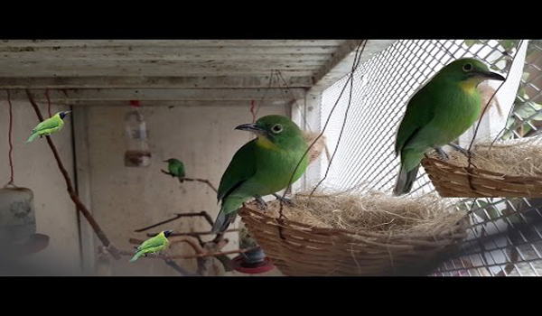 penangkaran cucak ijo banyuwangi