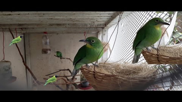 34+ Harga burung cucak ijo banyuwangi terupdate