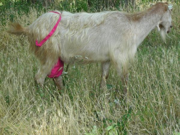 Goat+bra.jpg