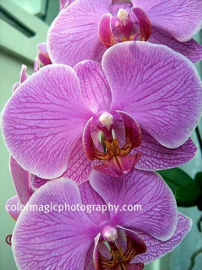 pink-magenta orchid - closeup photo