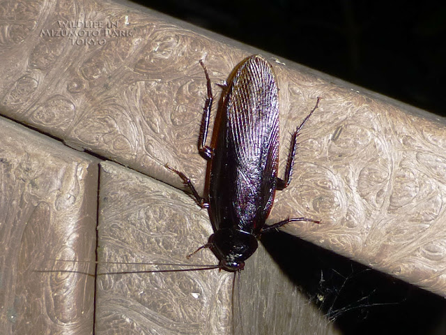 水元公園の生き物ヤマトゴキブリ Japanese Cockroach