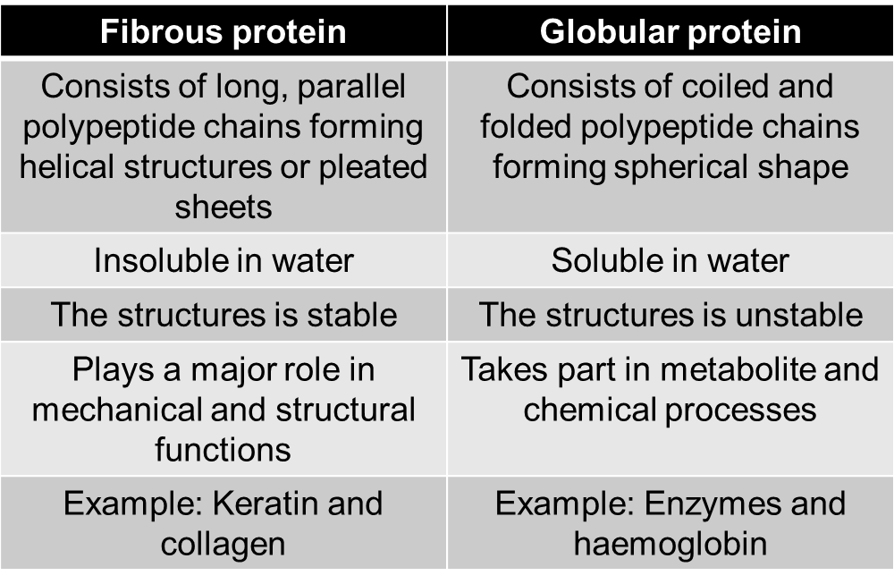 Compare between. Fibrous Proteins. Globular Proteins. Fibrous and globular Proteins. Protein Type fibrous.