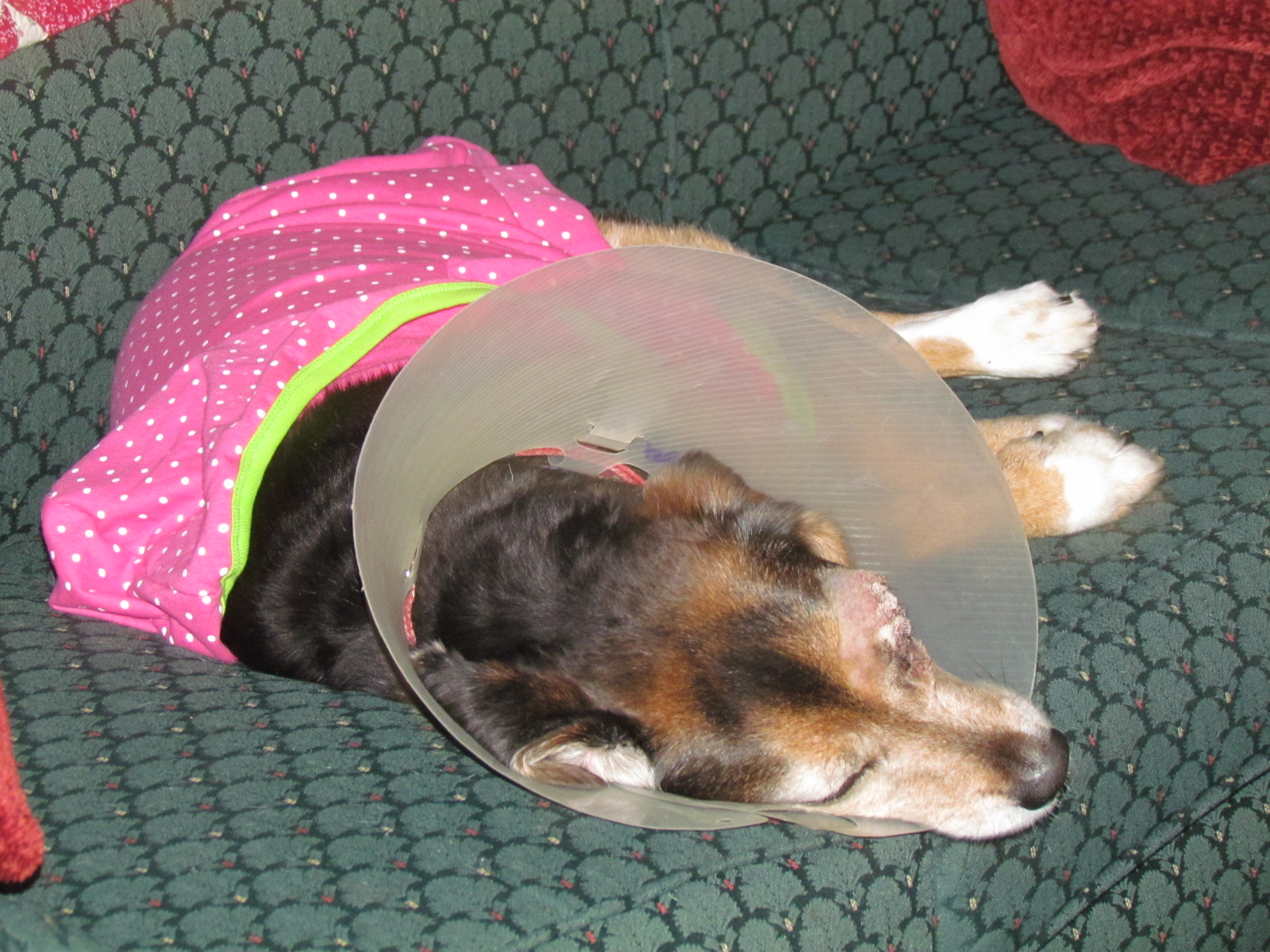 Jacqueline's Stitching & Musings My Conehead Miss Winky dog...