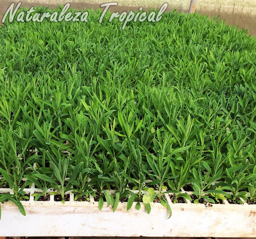 Bandeja de Cultivo o Bandeja para Semillero con plántulas de Clavel Chino