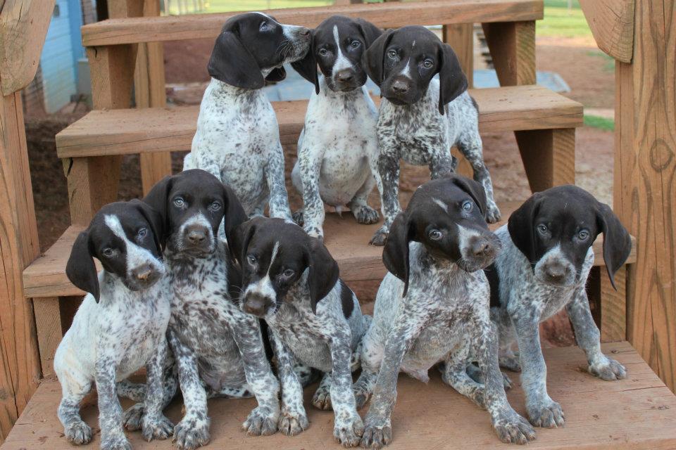 Shorthairs & Short Tales German Shorthair Puppy Pictures