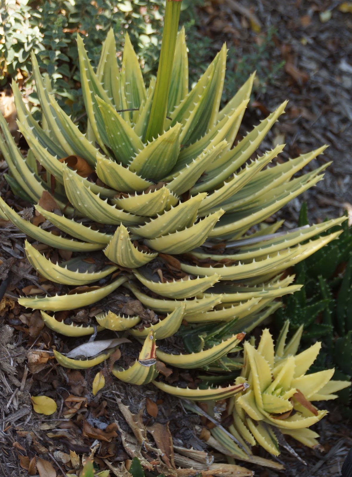 (Mostly) Summer Blooming Aloes For Bloom Day July 2016