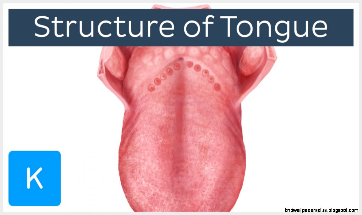 Structure of the tongue preview   Human Anatomy  Kenhub   YouTube