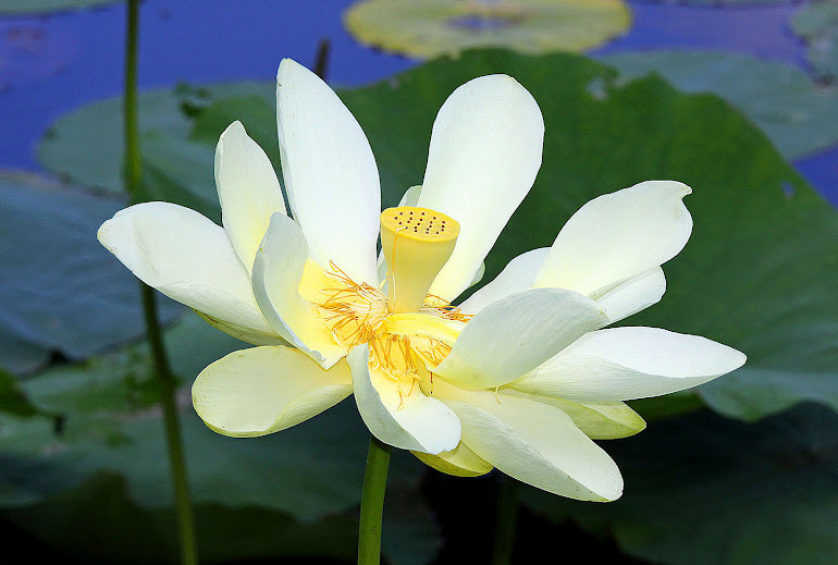 Lotus Blossom, Claiborne County, MS