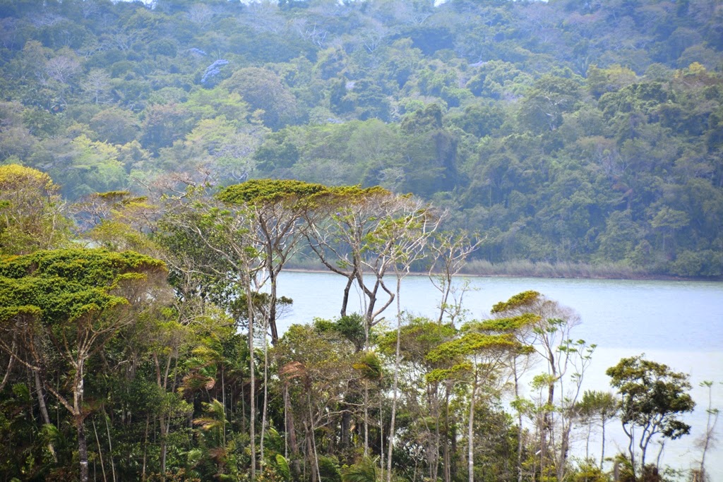 Gatun Lake Panama high trees