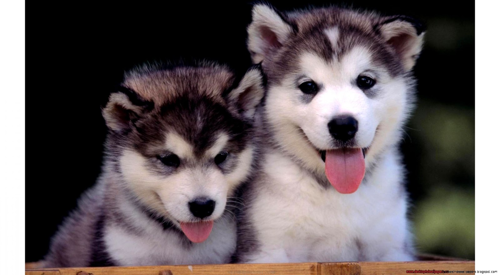 Cute Husky Puppies