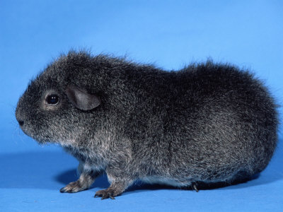 Welcome To ThePiggiepigpalace: The Rex Guinea Pig