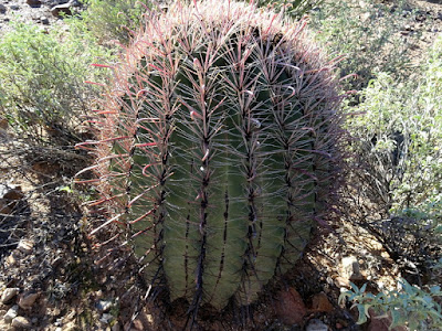 Fishhook cactus