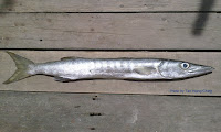 Sawtooth Barracuda