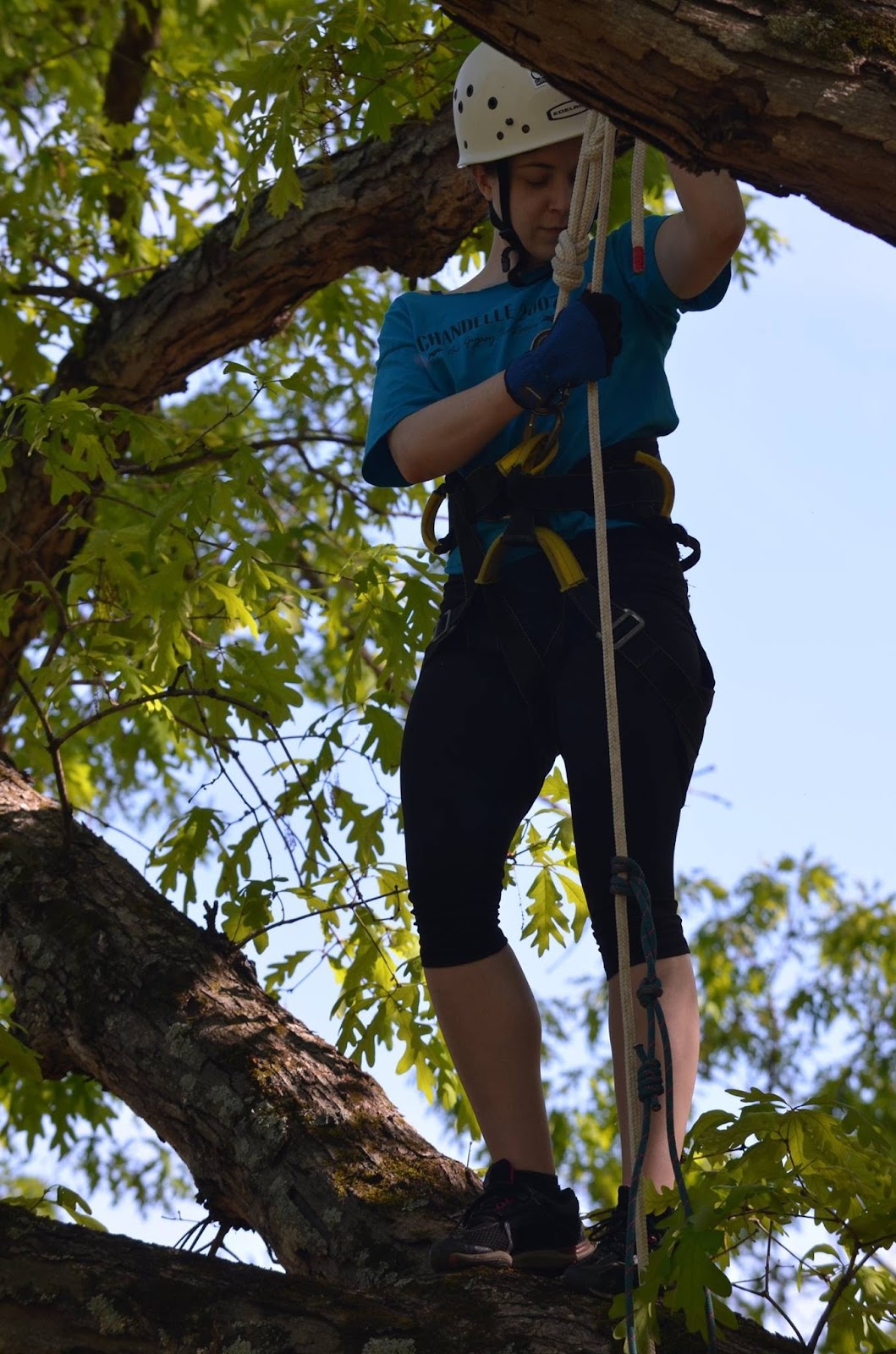 Piedmont Tree Climbing (PTC) Gallery