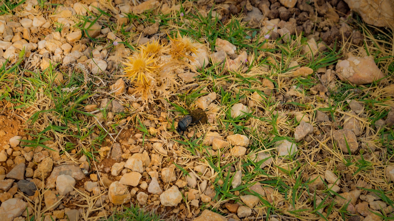 Flora i fauna Chorwacji Metajna