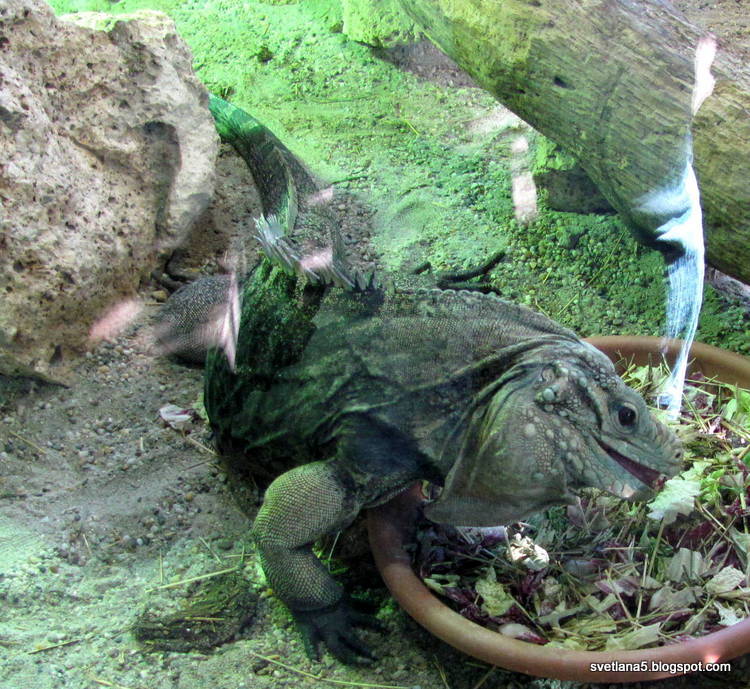 Zoo Zagreb legvan