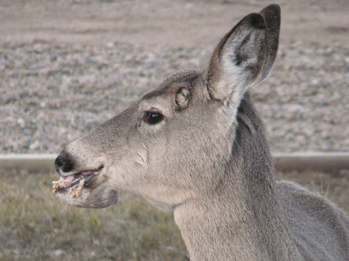 Saskatchewan Image Junkie