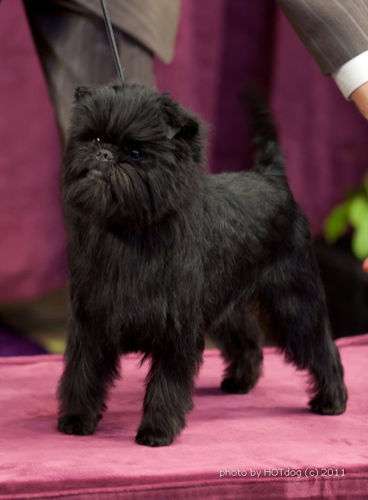 DOG SHOW POOP 20110717