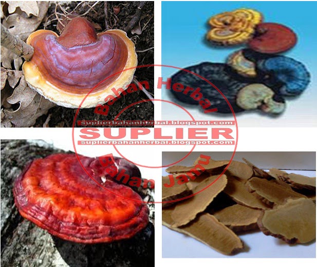 Jamur Ling Zhi (Ganoderma lucidum) BAHAN BAKU HERBAL