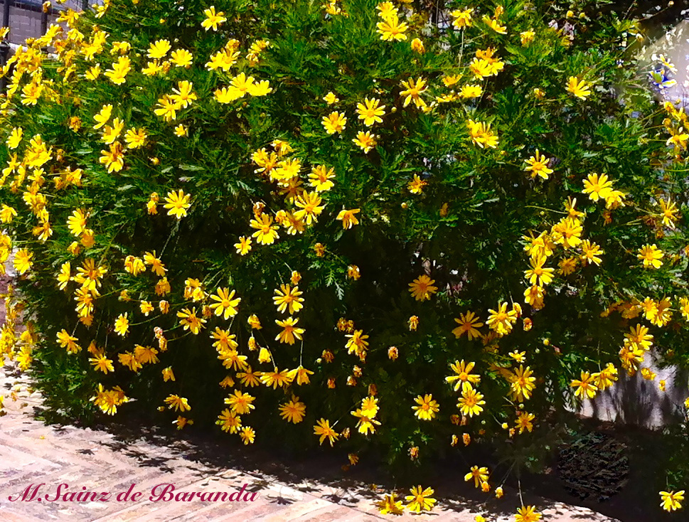 PAISAJES Y RINCONES DE ANDALUCÍA: SINFONÍA DE MARGARITAS AMARILLAS