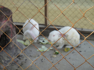 Rabbits at Turtle Farm Tanjong Benoa Bali