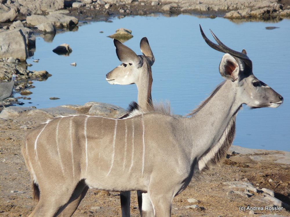 Andrea Rössler auf Weltreisen: Namibia mit den Eltern - Etoschapfanne Andrea Rössler auf Weltreisen: Namibia mit den Eltern - Etoschapfanne