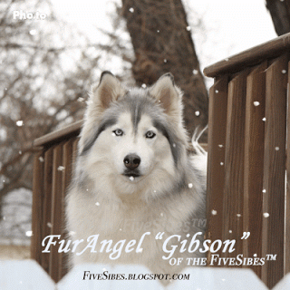 I'll Love You Forever, My Sweet FurAngel Gibson