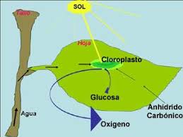 componentes de la fotosíntesis