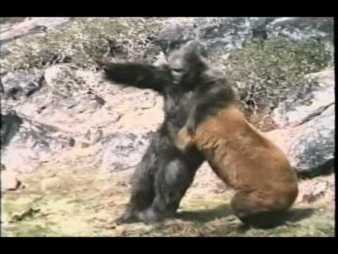 silverback gorilla vs grizzly bear silverback gorilla vs grizzly bear