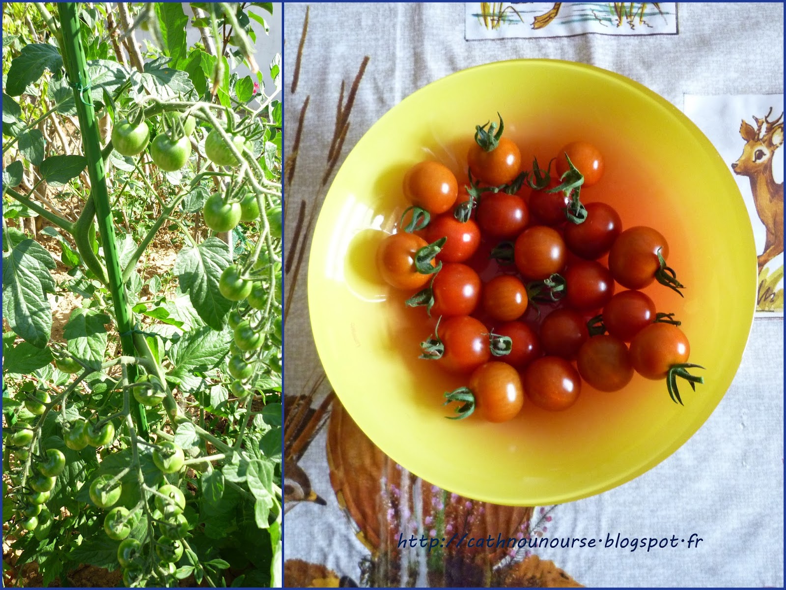 Le blog de Cathnounourse: les tomates cerises du jardin