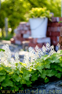 A corner in my garden