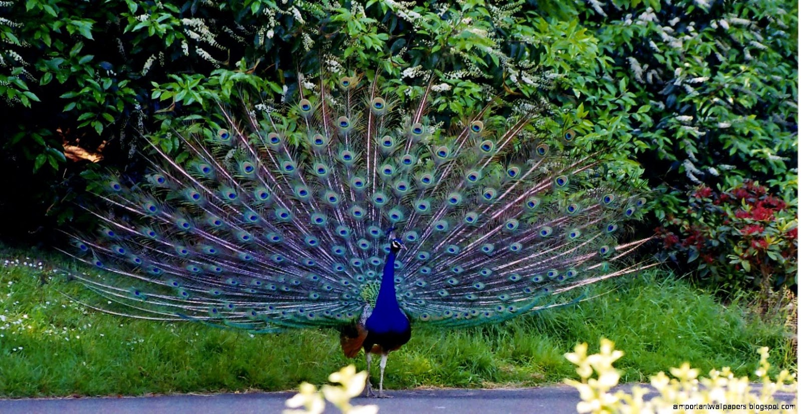 FileIndian Peafowl   Wikimedia Commons