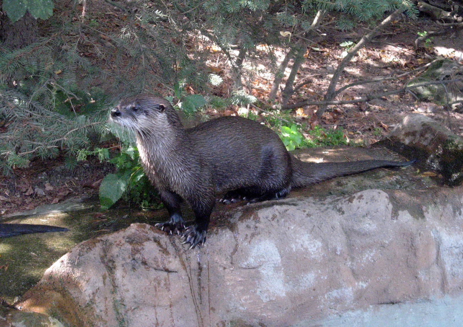 ENCYCLOPEDIA OF ANIMAL FACTS AND PICTURES OTTER