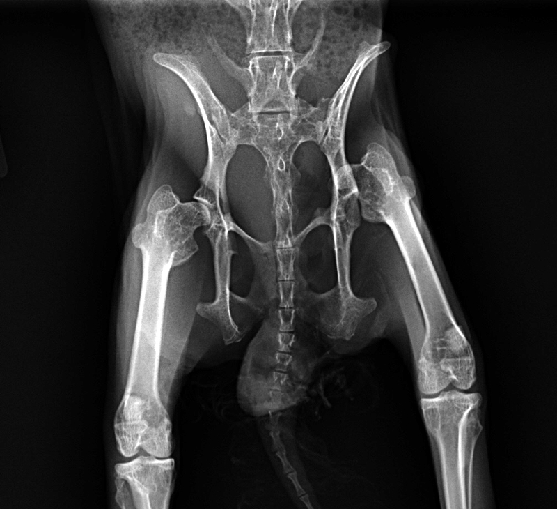 Veterinary, Photography and Travel Stories for vet students and pet