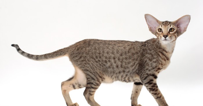 Kucing Oriental Shorthair Jenis Kucing