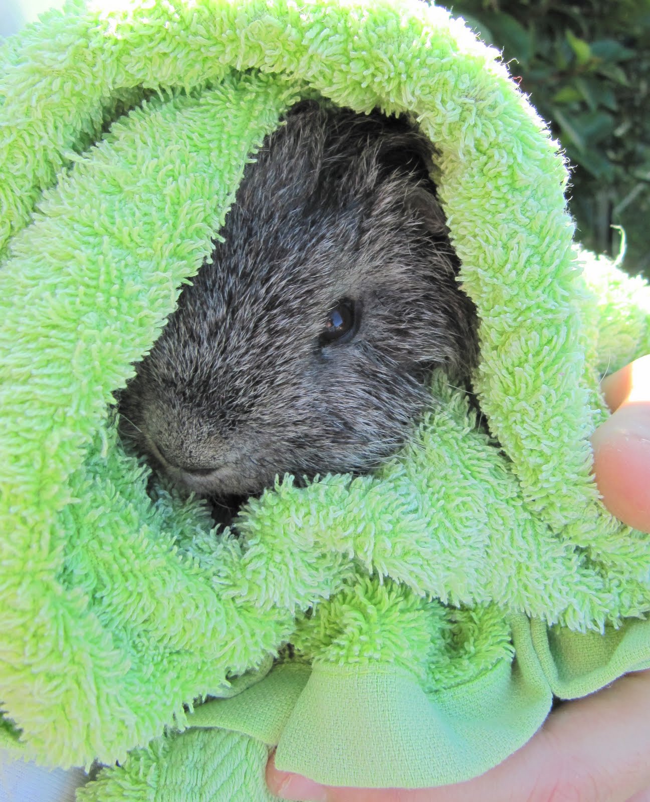 All Things Guinea Pig Fat Fat piggies