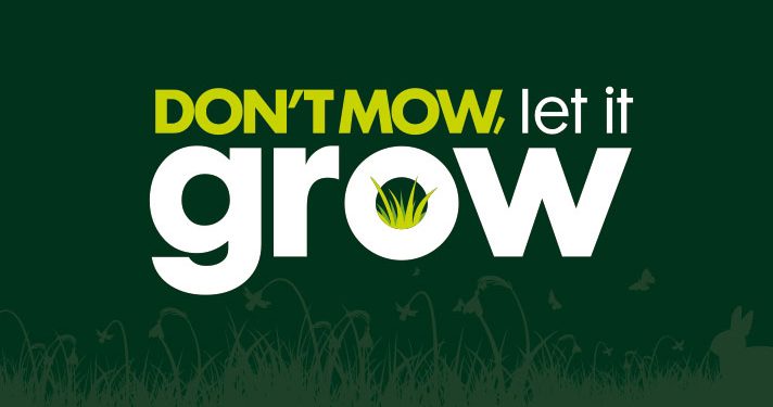 Future Plants By Randy Stewart Pheasant Berry