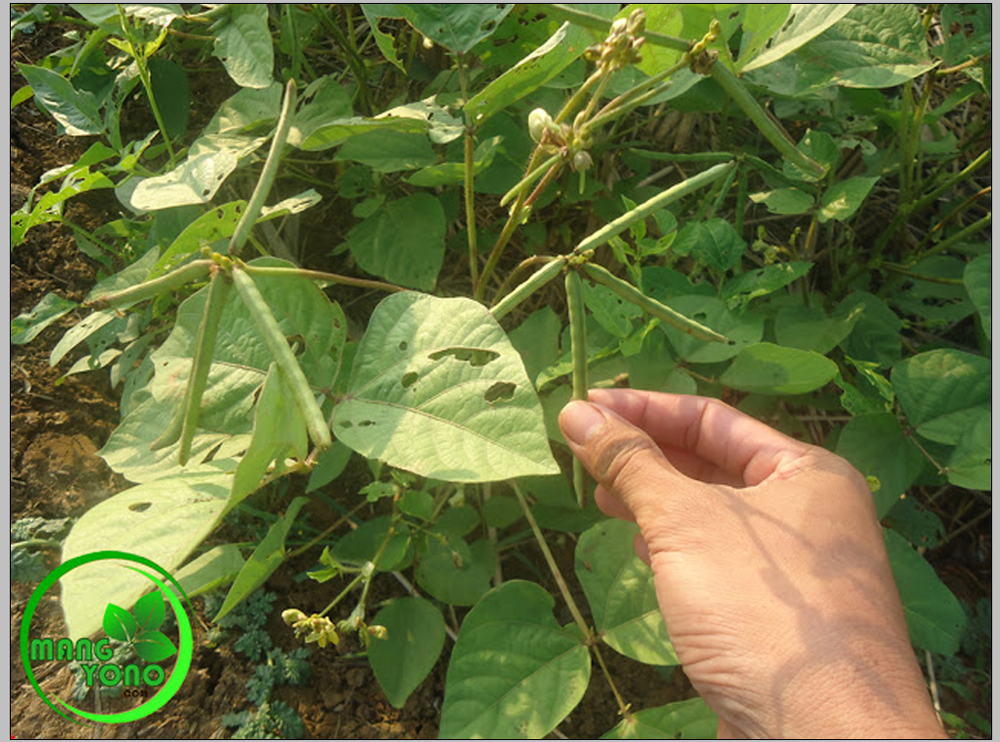 Karena Musim Kemarau Petani Di Pagaden Barat Menanam Kacang Hijau Karena Musim Kemarau Petani Di Pagaden Barat Menanam Kacang Hijau