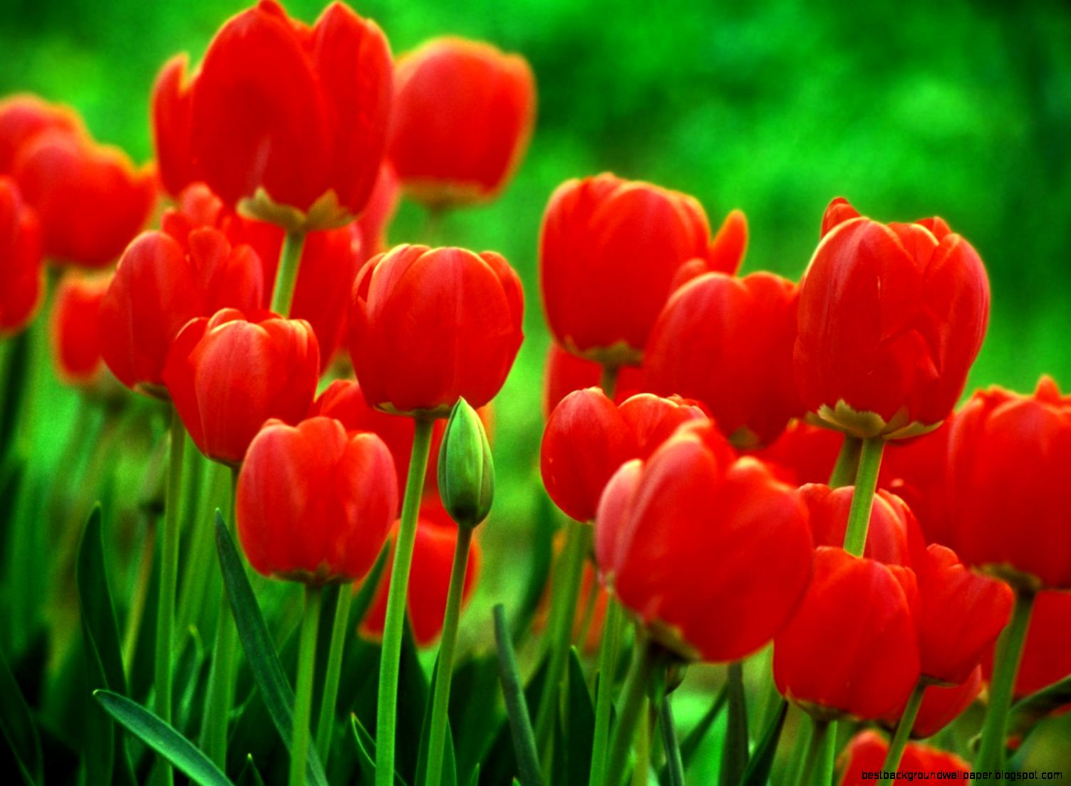 Tulip Flower Wallpaper Spring
