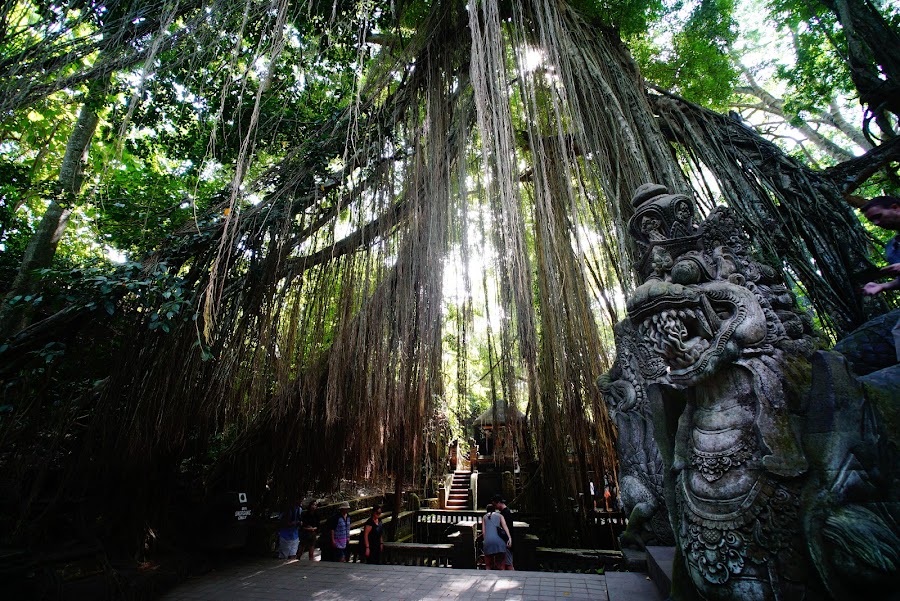 Monkey Forest Ubud, Bali