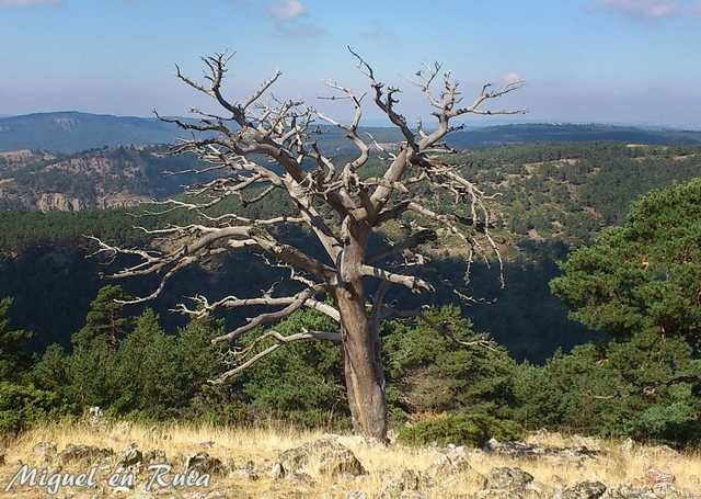 Castaño-viejo-Teruel