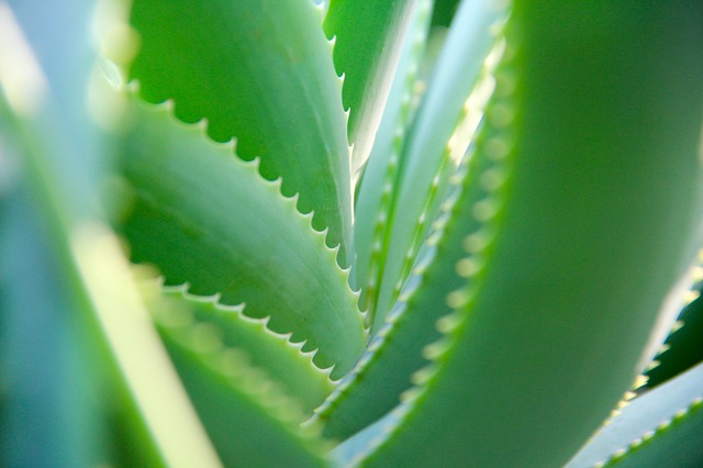Benefits of Aloe Vera - What You Need to Know