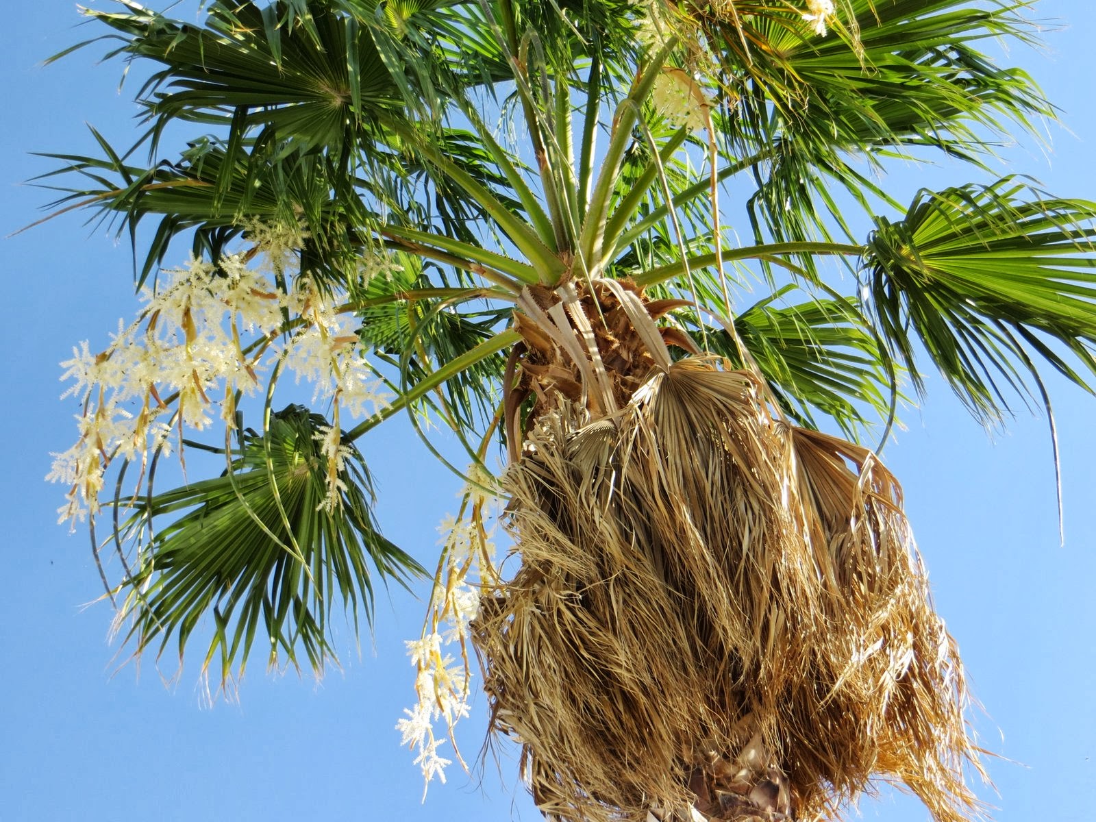 Palm Creek Update Bees abuzz in the trees above