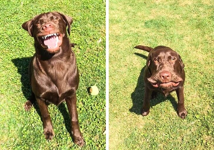 21 Cute Pictures Of Animals That Can Make Even The Worst Day A Bit Better - Caught at the precise moment when this dog was sneezing.